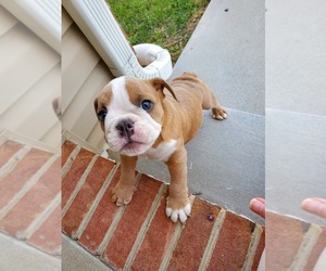 Bulldog Puppy for sale in PENN LAIRD, VA, USA