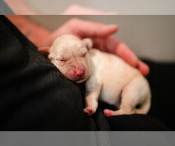 Medium Photo #14 Labrador Retriever Puppy For Sale in CARSON CITY, NV, USA