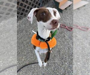 Feist Terrier-Unknown Mix Dogs for adoption in Palmetto, FL, USA