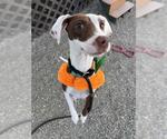 VICTOR - Male Feist Terrier-Unknown Mix Dog for Adoption - Small photo
