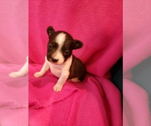 Boston Terrier-Poodle (Toy) Mix Puppy for sale in HAMMOND, LA, USA