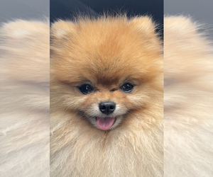 Pomeranian Puppy for sale in DORAL, FL, USA