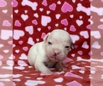 Small Photo #4 American Bulldog Puppy For Sale in PLUMAS LAKE, CA, USA
