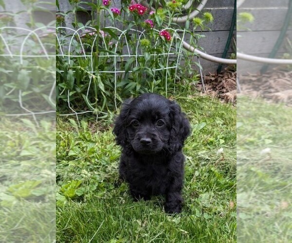 Medium Photo #9 Cock-A-Poo Puppy For Sale in SALEM, MO, USA