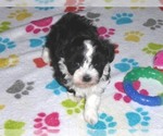 Small #9 Maltipoo