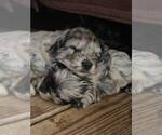 Small Photo #2 F2 Aussiedoodle Puppy For Sale in OLIVE BRANCH, MS, USA