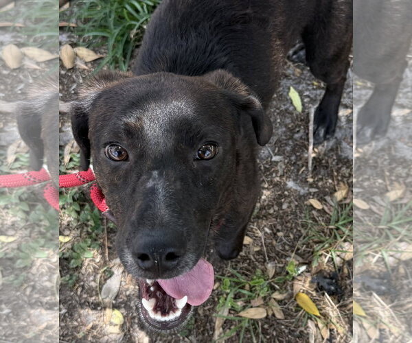 Medium Photo #6 Beagle-Plott Hound Mix Puppy For Sale in Sanford, FL, USA