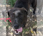 Small #5 Beagle-Plott Hound Mix
