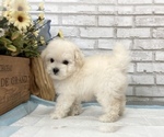 Small Photo #9 Poodle (Toy) Puppy For Sale in SAN FRANCISCO, CA, USA