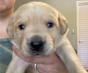Labrador Retriever Puppy for sale in CARY, NC, USA