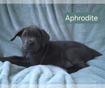 Small #6 Cane Corso