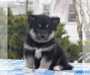 Alaskan Malamute Puppy for sale in GAP, PA, USA