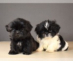 Small Photo #7 Shih Tzu Puppy For Sale in SCOTTSDALE, AZ, USA