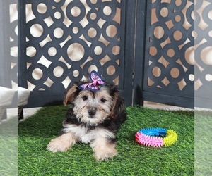 Yo-Chon Puppy for Sale in MOUNT VERNON, Ohio USA