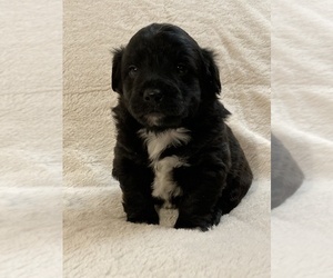 Poodle (Miniature)-Welsh Corgi Mix Puppy for sale in ORRVILLE, OH, USA