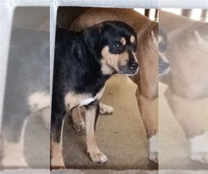Mutt Dogs for adoption in San Bernardino, CA, USA