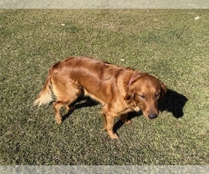 Mother of the Golden Retriever puppies born on 07/15/2026