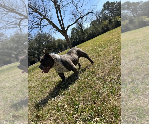 Medium Photo #3 American Bully Puppy For Sale in HOUSTON, TX, USA
