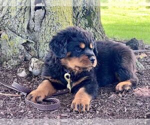 Rottweiler Puppy for Sale in WAKARUSA, Indiana USA