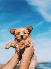 YorkiePoo Puppy for sale in NORTH CHARLESTON, SC, USA