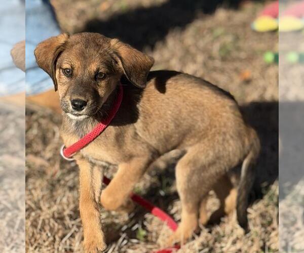 Medium Photo #4 Labrador Retriever-Unknown Mix Puppy For Sale in Yardley, PA, USA