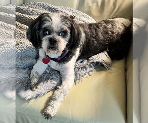 Princess - Female Shih Tzu Dog for Adoption - Photo #2