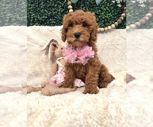 Cavapoo mix (+ Poodle Miniature) Puppy for sale in SOUTH ORANGE, NJ, USA