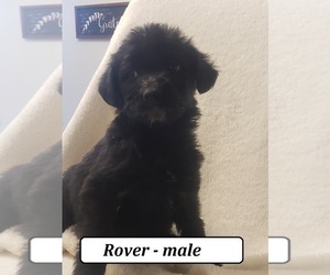 Bordoodle Puppy for sale in CLARKRANGE, TN, USA