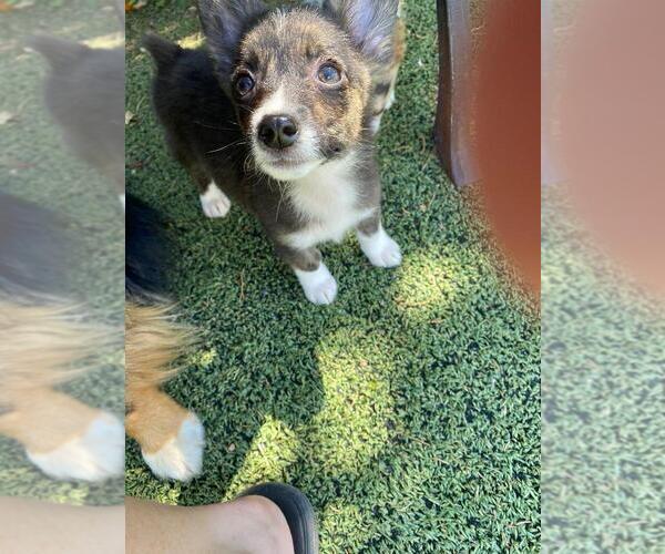 Medium Photo #5 Aussie-Corgi Puppy For Sale in BRIGGSDALE, CO, USA