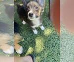 Small #4 Aussie-Corgi