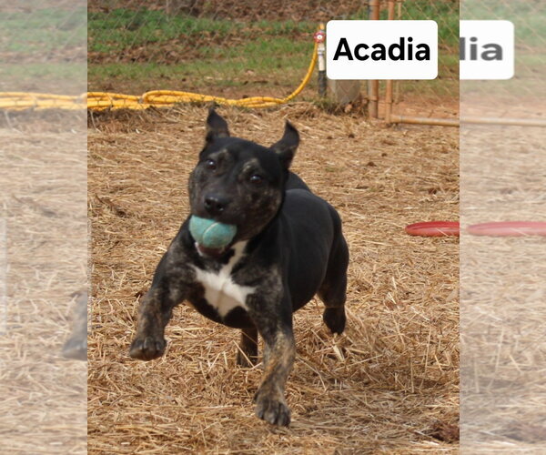 Medium Photo #7 American Staffordshire Terrier-Unknown Mix Puppy For Sale in Rockaway, NJ, USA