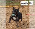 Small #6 American Staffordshire Terrier Mix