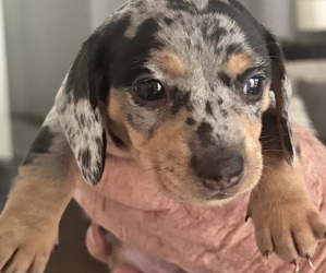 Dachshund Puppy for sale in HIGHLANDS, TX, USA