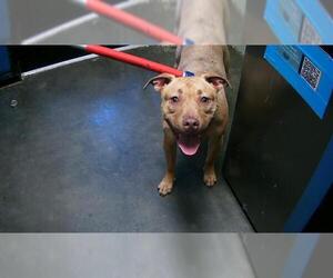 Labrador Retriever-Unknown Mix Dogs for adoption in Tulsa, OK, USA