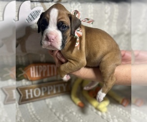 Boxer Puppy for sale in MURRIETA, CA, USA