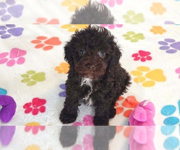 Medium Photo #7 Cockapoo (Toy)-Poodle (Toy) Mix Puppy For Sale in ORO VALLEY, AZ, USA
