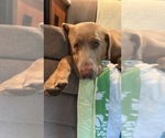 Small Photo #1 Labrador Retriever Puppy For Sale in LEASBURG, MO, USA