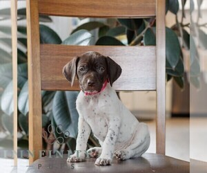 German Shorthaired Pointer Puppy for sale in COATESVILLE, PA, USA