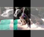Small Photo #14 Faux Frenchbo Bulldog Puppy For Sale in SAN ANTONIO, TX, USA