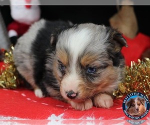 Miniature Australian Shepherd Puppy for sale in GRANBURY, TX, USA