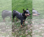 Small Photo #1 Australian Cattle Dog Puppy For Sale in MANILA, KY, USA