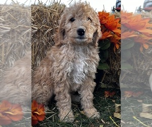 Miniature Bernedoodle Puppy for sale in LONGMONT, CO, USA