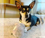 Small #3 Rat-Cha