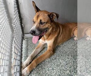 German Shepherd Dog-Unknown Mix Dogs for adoption in Salisbury, NC, USA
