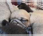 Small Photo #28 Pug Puppy For Sale in HILLSDALE, MI, USA