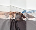 Small #2 Doberman Pinscher Mix