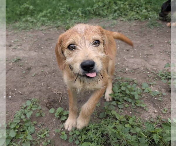 Medium Photo #2 Mutt Puppy For Sale in Fort Worth, TX, USA