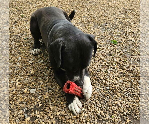 Medium Photo #3 Boxador Puppy For Sale in Anniston, AL, USA