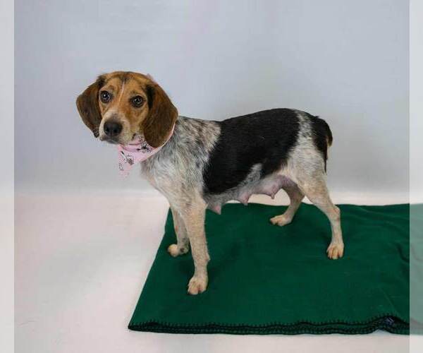 Medium Photo #3 Beagle Puppy For Sale in Kennesaw, GA, USA