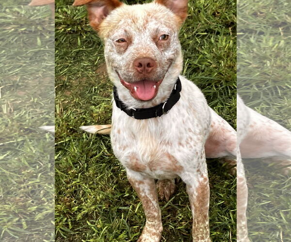 Medium Photo #2 Mutt Puppy For Sale in Garden City, NY, USA